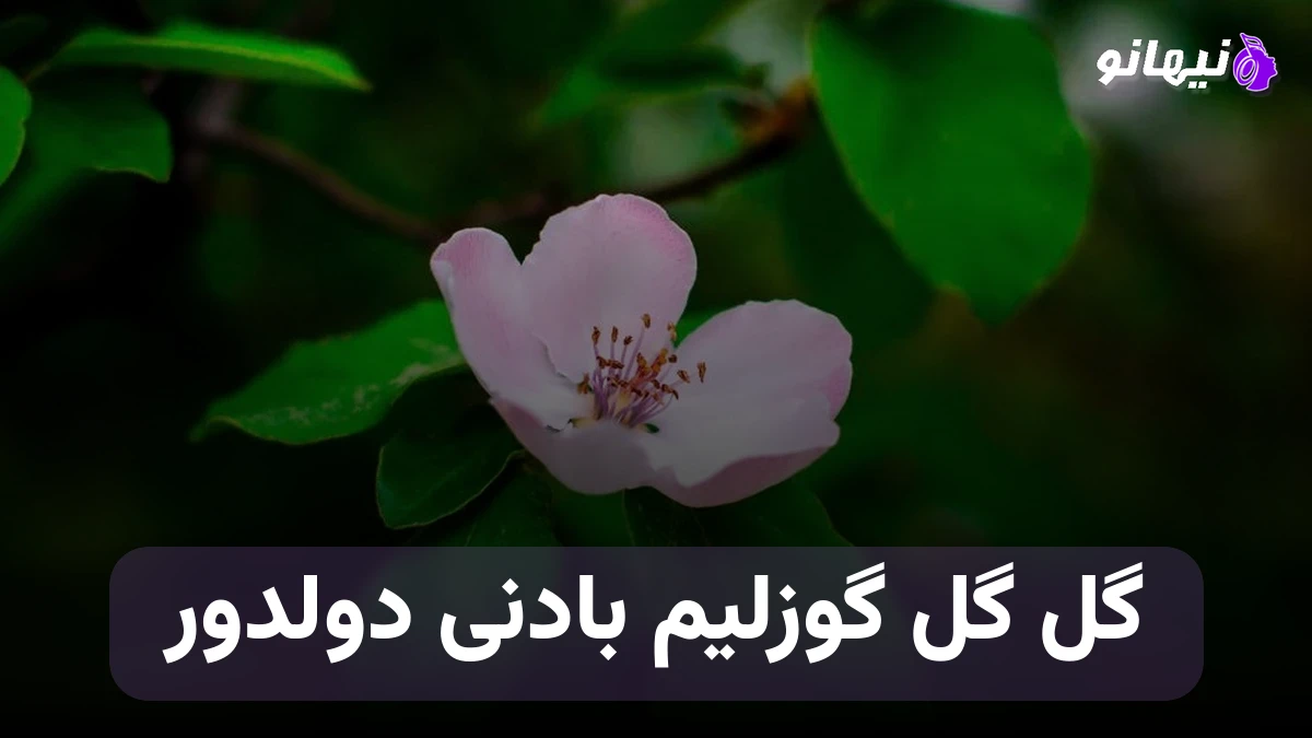 دانلود آهنگ گل گل گوزلیم بادنی دولدور ممیش خان